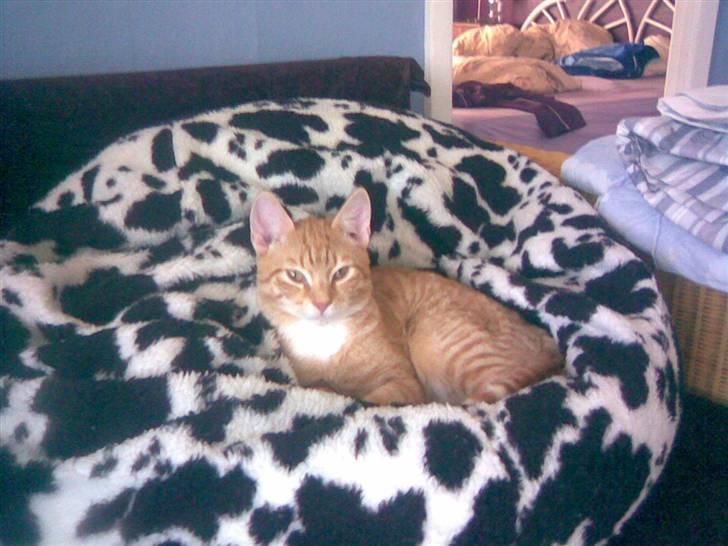 Blanding af racer Charlie billede 8