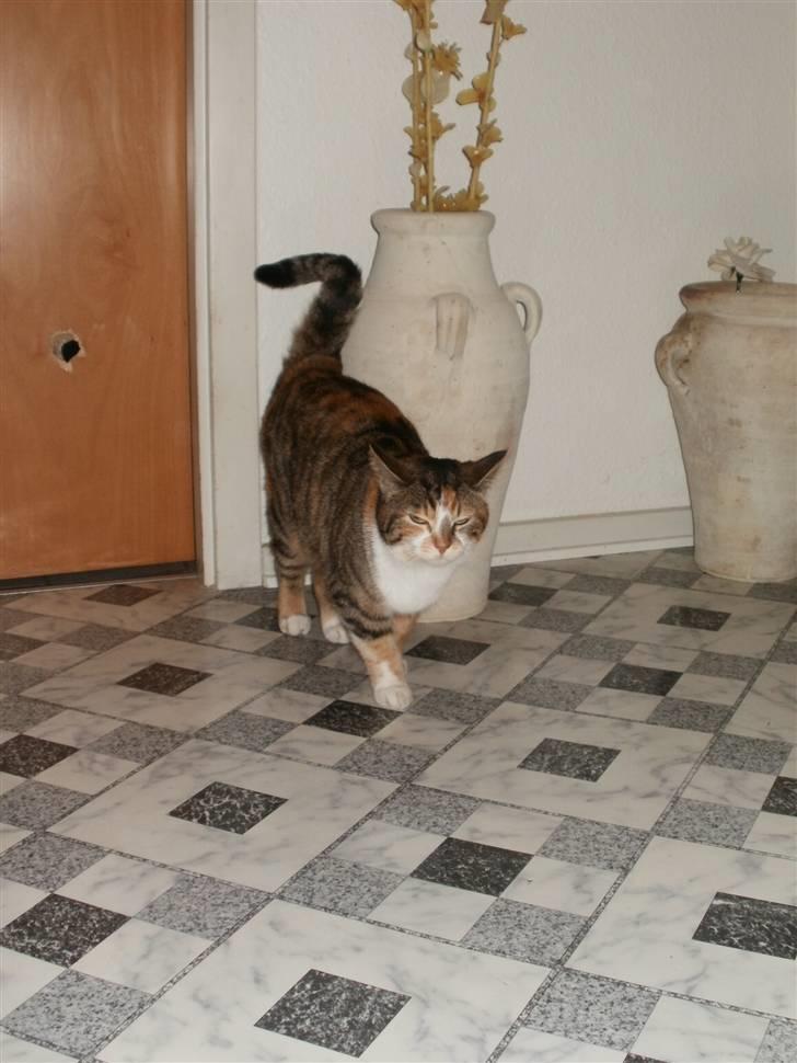 Huskat Mulle R.I.P billede 7