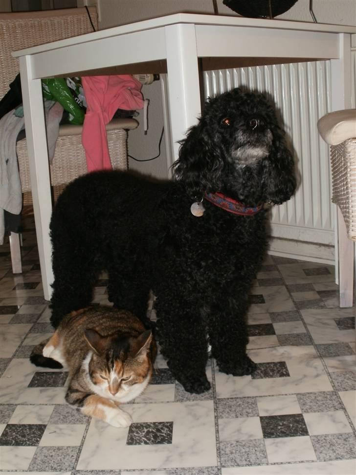 Huskat Mulle R.I.P billede 8