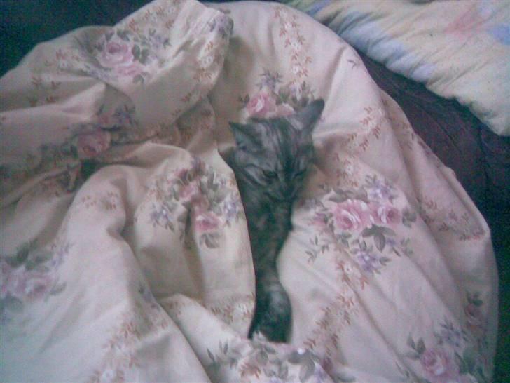 Blanding af racer Emmy billede 2