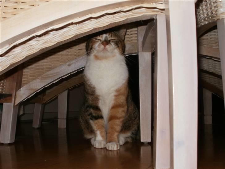 Huskat Mulle R.I.P billede 9