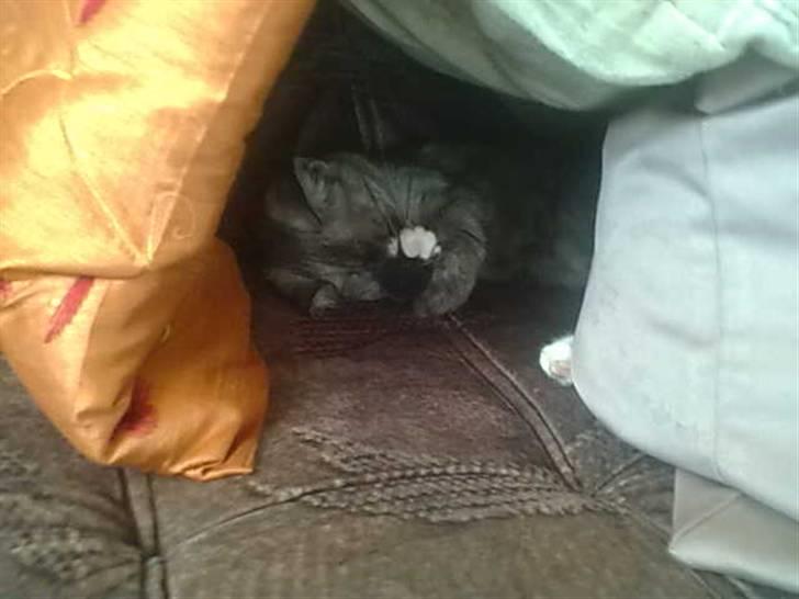 Blanding af racer Emmy billede 3