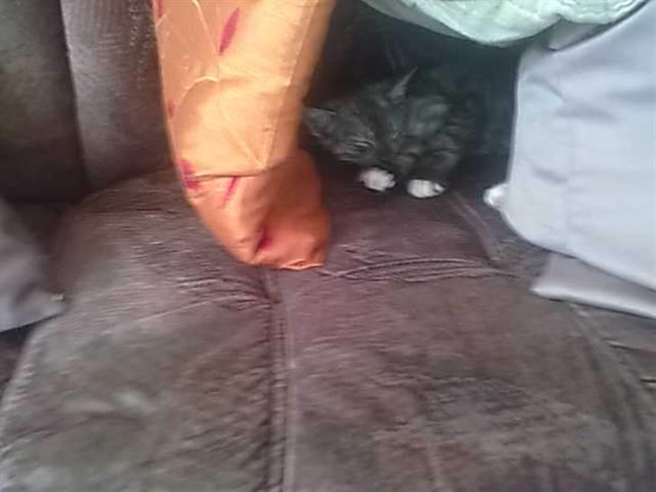 Blanding af racer Emmy billede 4