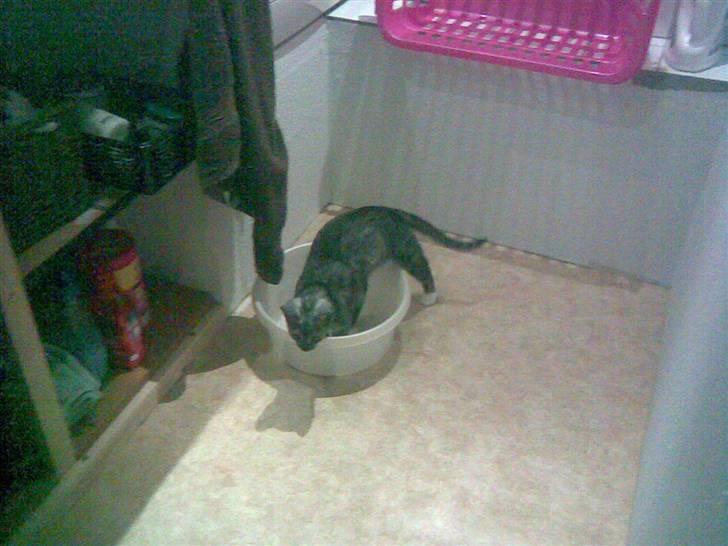 Blanding af racer Emmy billede 5