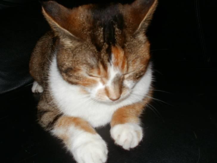 Huskat Mulle R.I.P billede 10