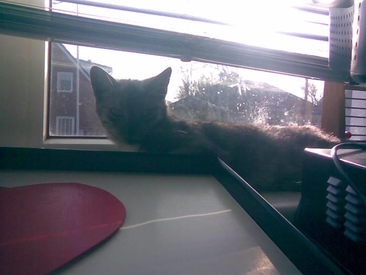 Blanding af racer Emmy billede 1