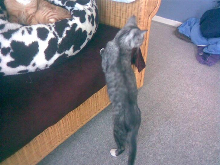 Blanding af racer Emmy billede 6