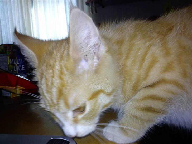 Blanding af racer Felix billede 1