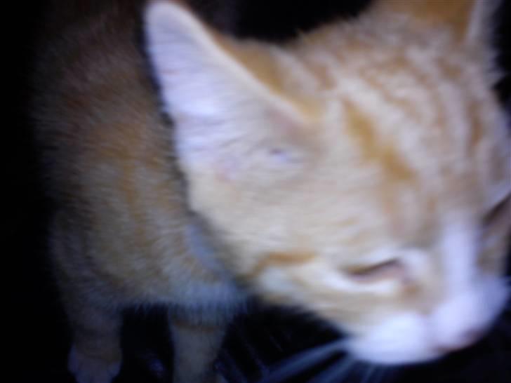 Blanding af racer Felix billede 2