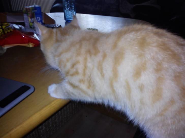 Blanding af racer Felix billede 3