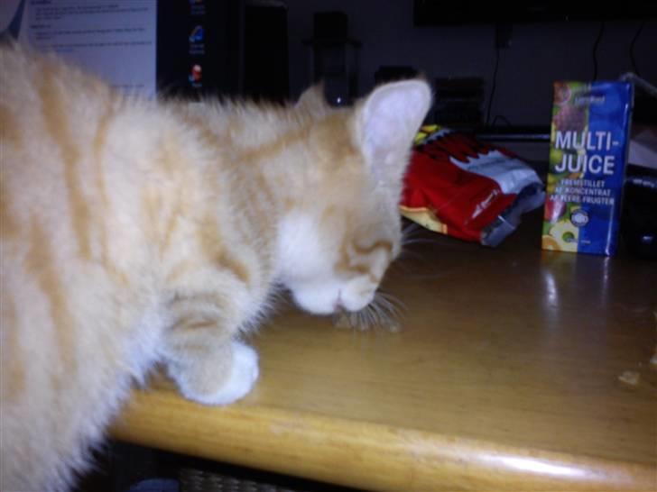 Blanding af racer Felix billede 4