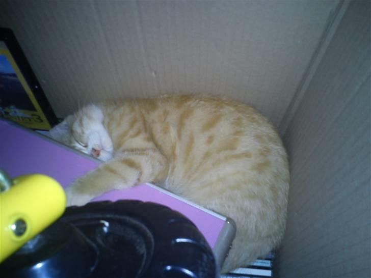 Blanding af racer Felix billede 5