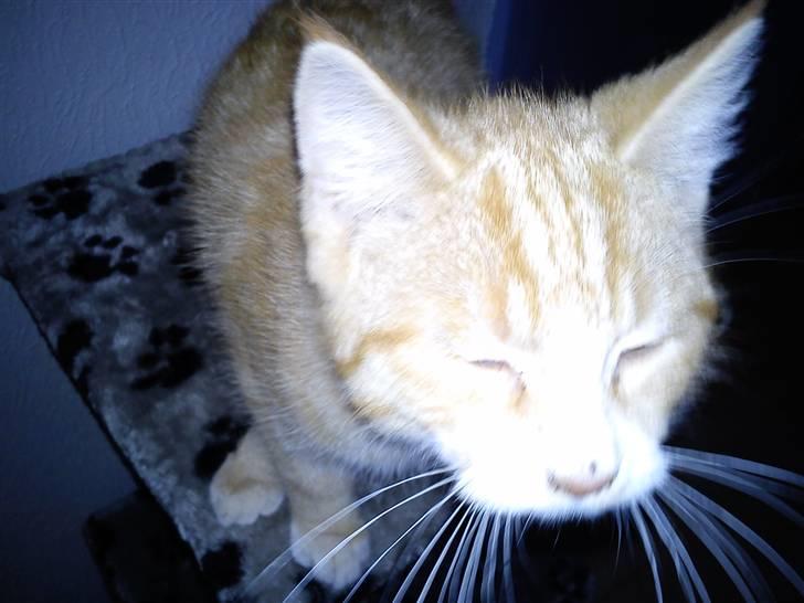 Blanding af racer Felix billede 6