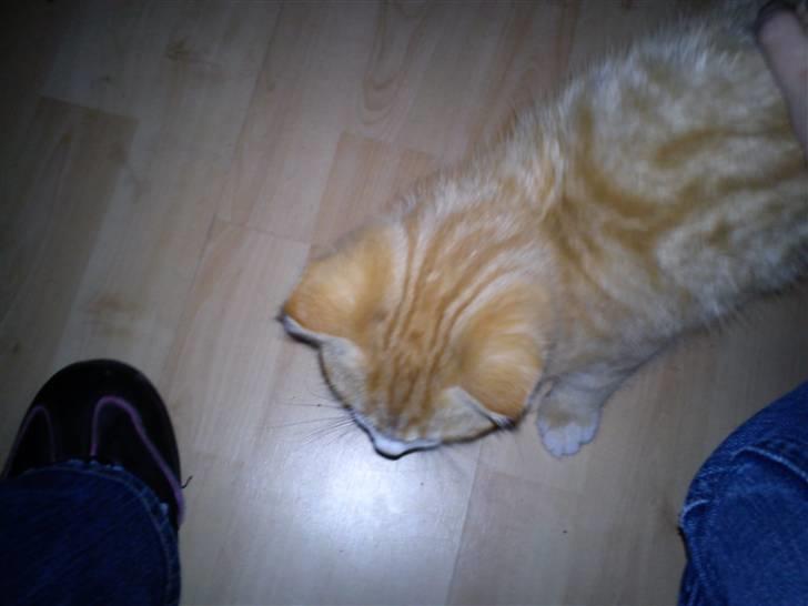 Blanding af racer Felix billede 7