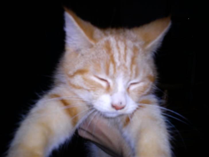 Blanding af racer Felix billede 8