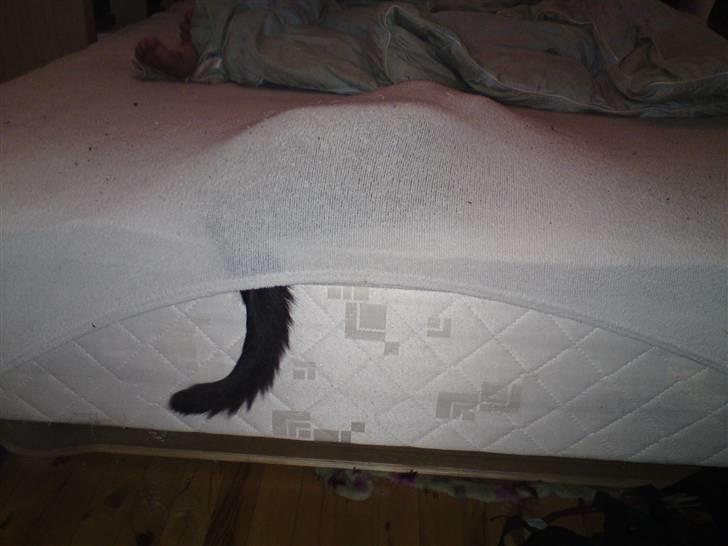 Huskat Morgan - FUNDET han er ikke altid så god til at gemme sig billede 16