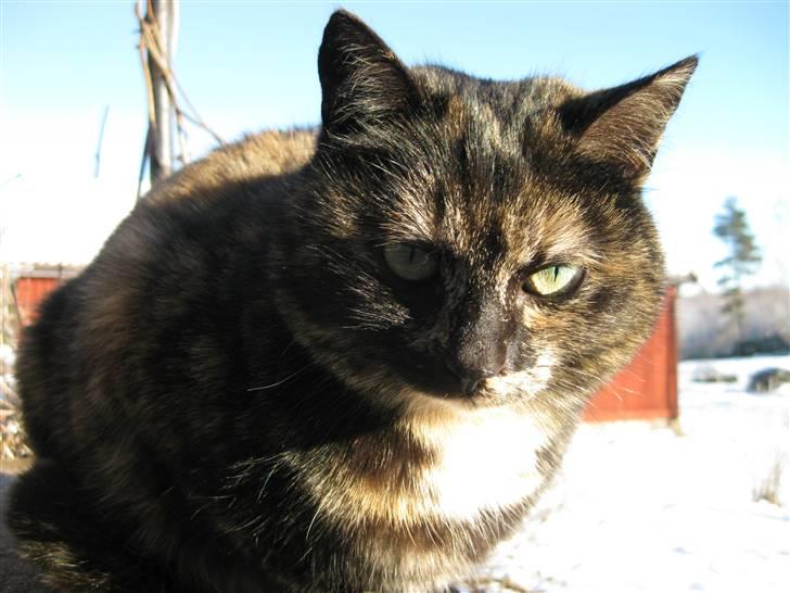 Blanding af racer Kleo "kleopatra" billede 1