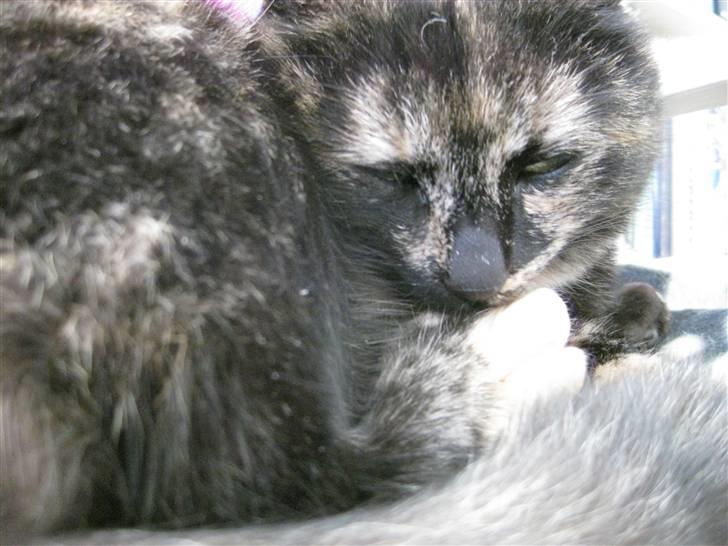 Blanding af racer Kleo "kleopatra" billede 2