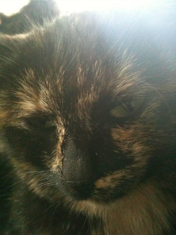 Blanding af racer Kleo "kleopatra" billede 3