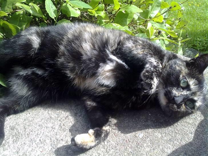 Blanding af racer Kleo "kleopatra" billede 4