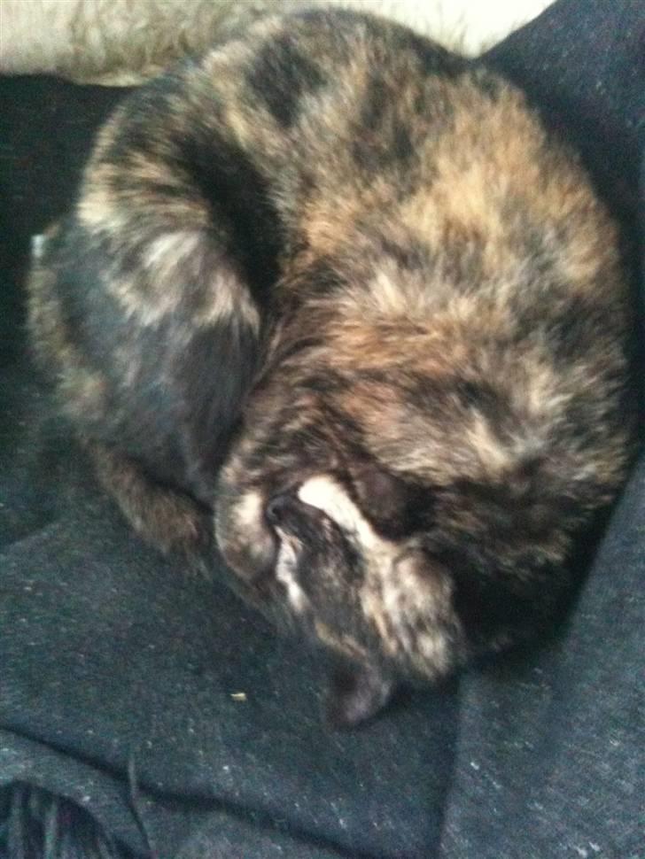 Blanding af racer Kleo "kleopatra" billede 5