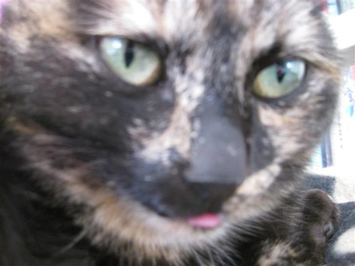 Blanding af racer Kleo "kleopatra" billede 6