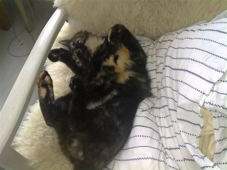 Blanding af racer Kleo "kleopatra" billede 7