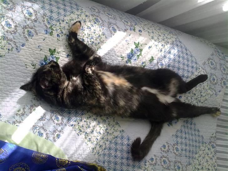 Blanding af racer Kleo "kleopatra" billede 8