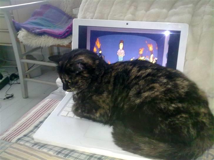 Blanding af racer Kleo "kleopatra" billede 9