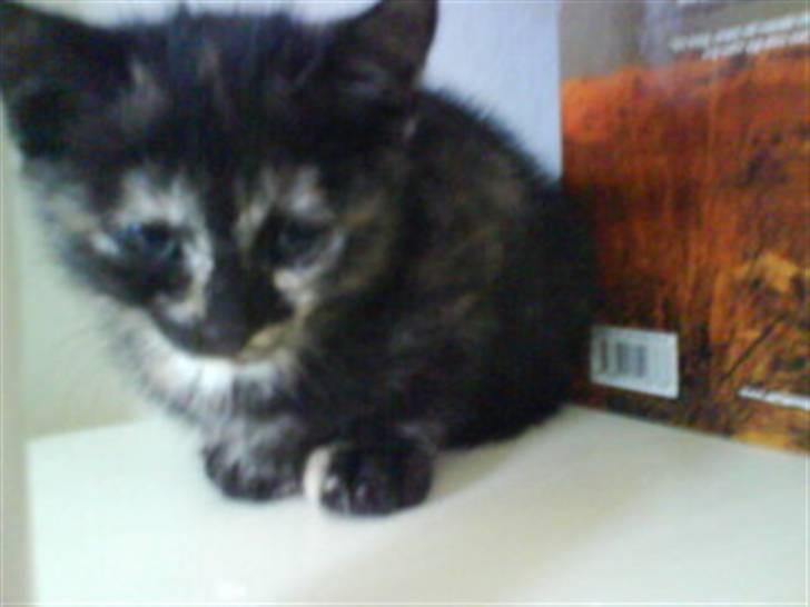 Blanding af racer Kleo "kleopatra" billede 10