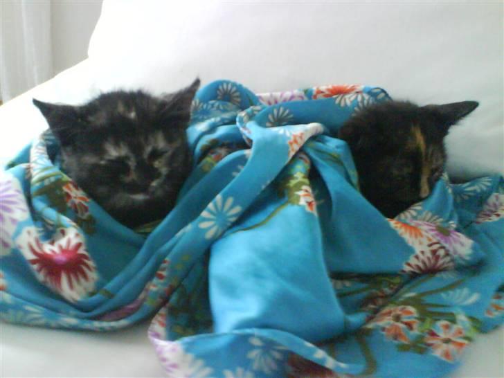 Blanding af racer Kleo "kleopatra" - kleo og hendes søster Safira billede 11