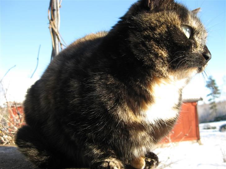 Blanding af racer Kleo "kleopatra" billede 12