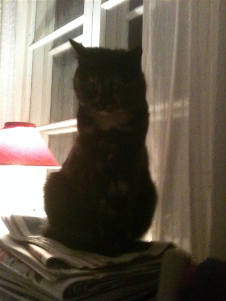 Blanding af racer Kleo "kleopatra" billede 13