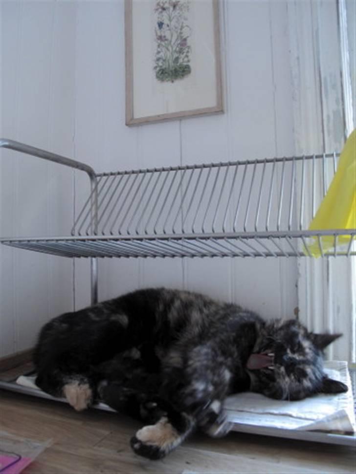 Blanding af racer Kleo "kleopatra" billede 14