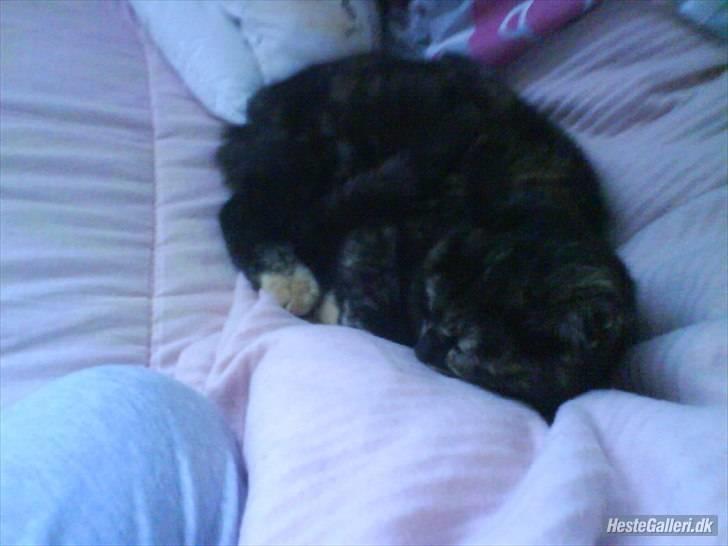 Blanding af racer Kleo "kleopatra" billede 15