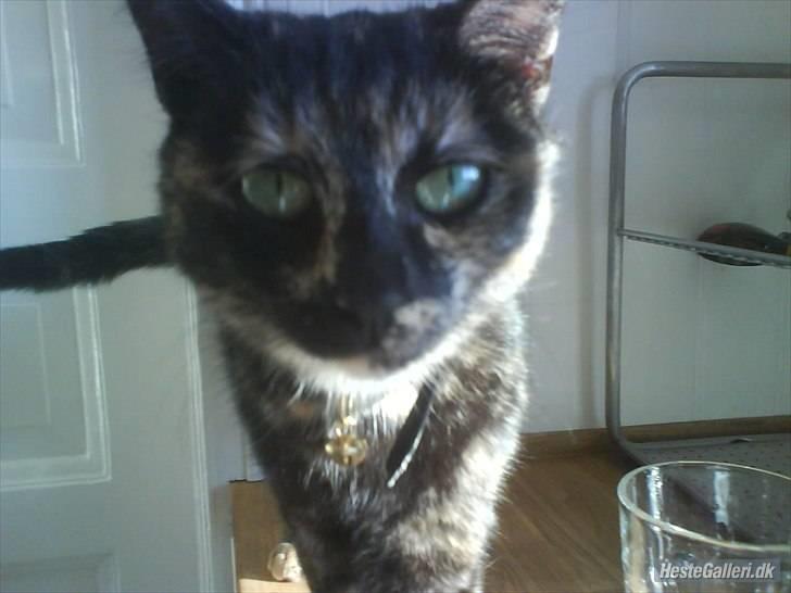 Blanding af racer Kleo "kleopatra" billede 16