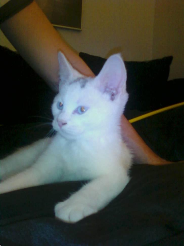 Huskat Mojo billede 1