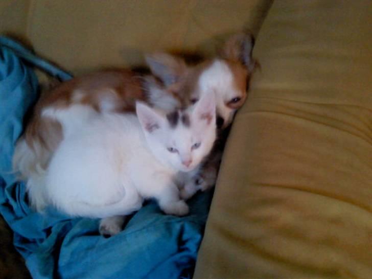 Huskat Mojo billede 2