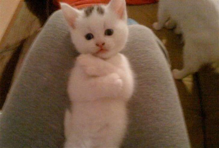 Huskat Mojo billede 3