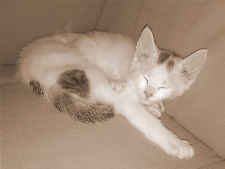 Huskat Mojo billede 4