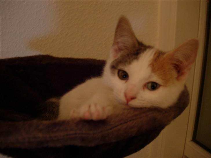 Huskat Fie billede 1