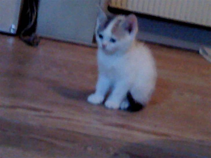 Huskat Fie billede 2