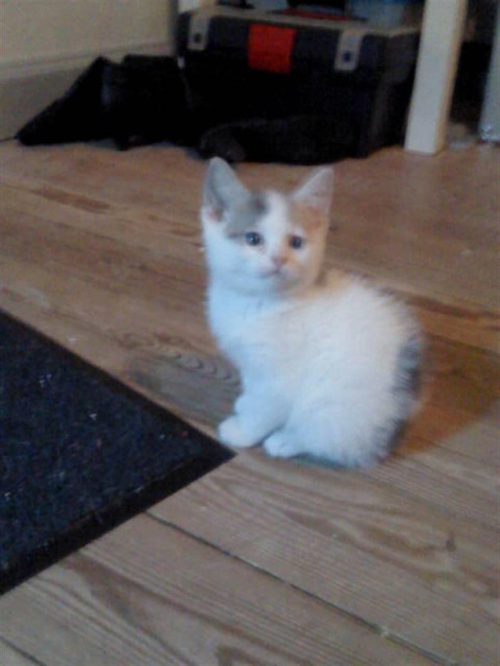 Huskat Fie billede 3