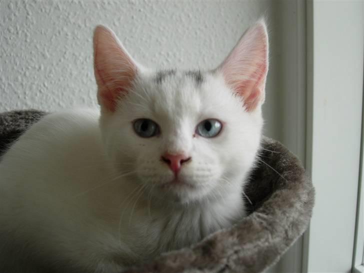 Huskat Mojo billede 5