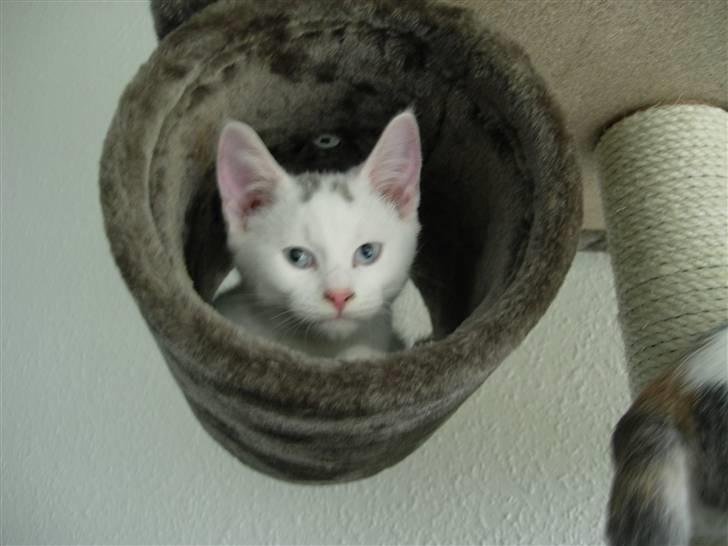 Huskat Mojo billede 6