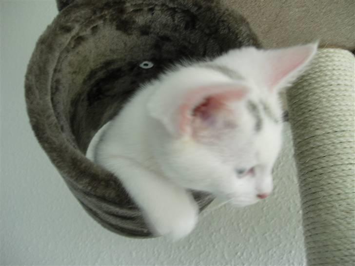 Huskat Mojo billede 7