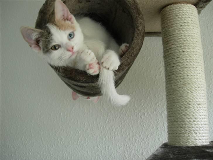 Huskat Fie billede 4