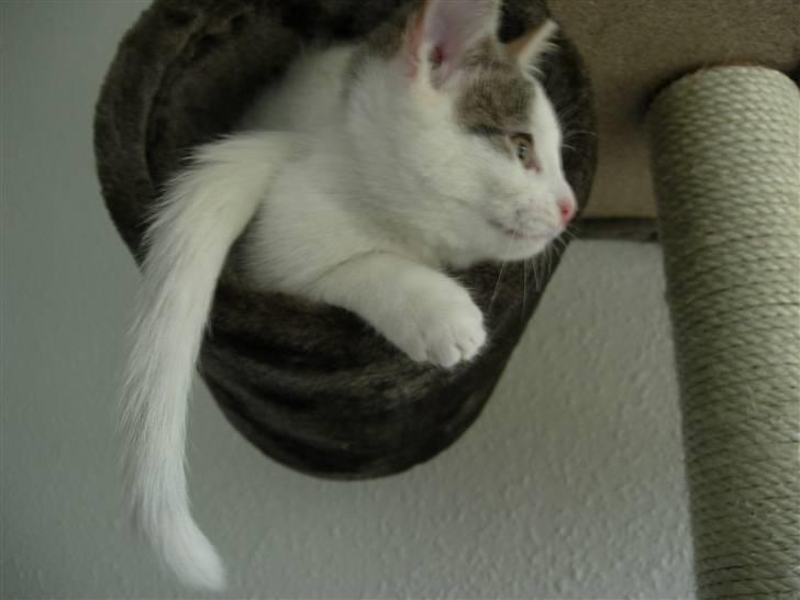 Huskat Fie billede 5