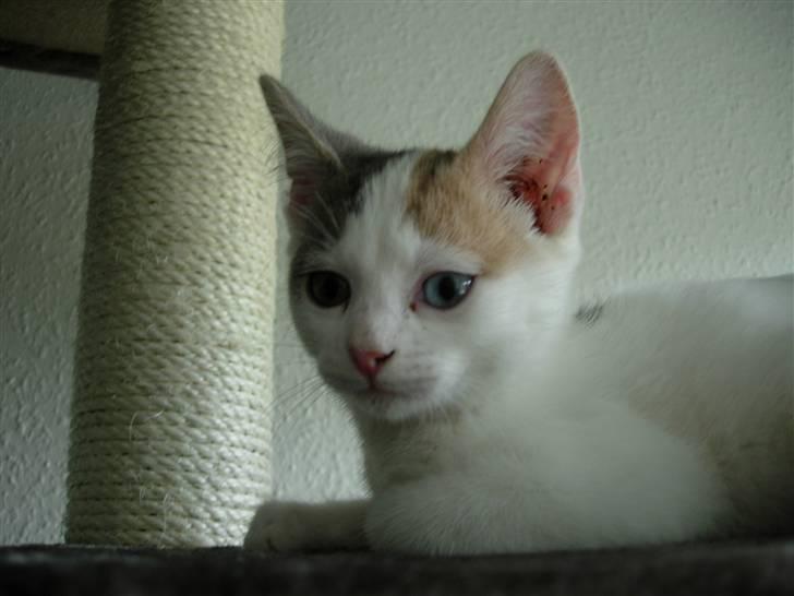 Huskat Fie billede 6