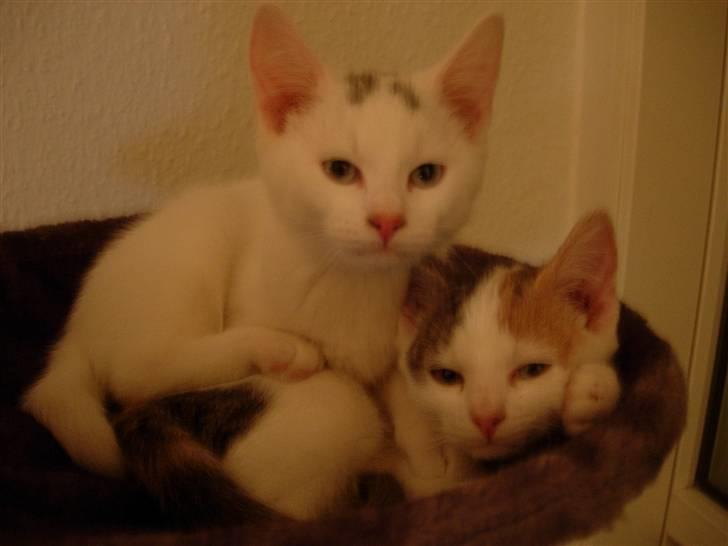 Huskat Mojo billede 8